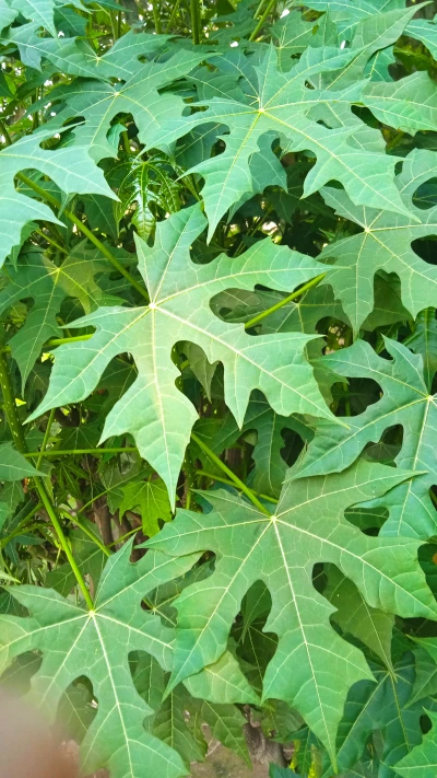 Manfaat Daun Pepaya Jepang