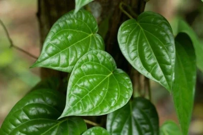 Manfaat Daun Sirih