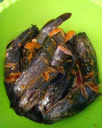 Manfaat Ikan Lele