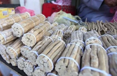 Manfaat Kayu Siwak 🙂☺