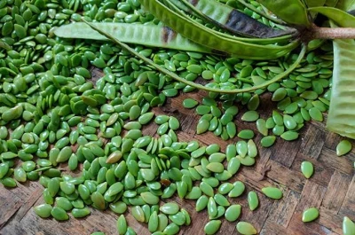 Manfaat mengkonsumsi buah lamtoro untuk kesehatan.