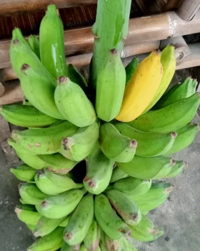 Manfaat Pisang Untuk Anak Anak