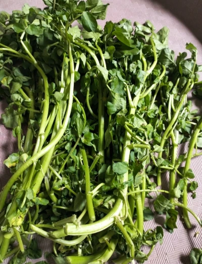 Manfaat Sayur Paret