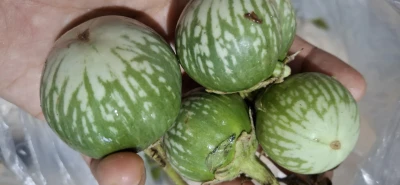Manfaat Terong Lalap Hijau