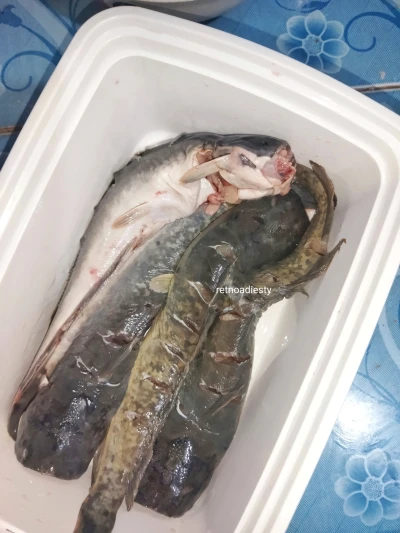 Marinasi ikan lele dengan takaran garam yang pas
