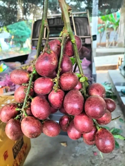 Matoa