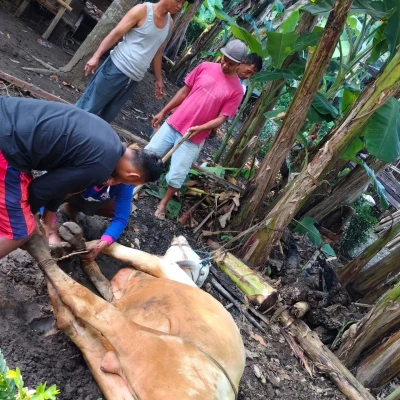 Memperkenalkan anak tentang qurban