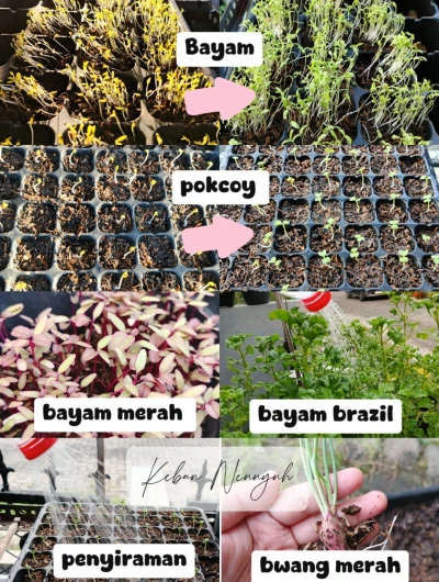 Menanam Sayur Sendiri untuk #HidupLebihSehat
