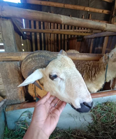 Menemani Kerabat Memilih Hewan Qurban
