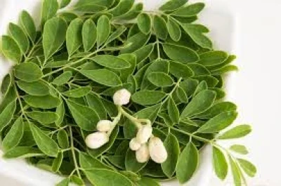Mengenal Daun Kelor