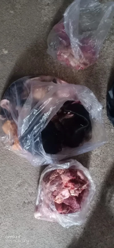 Mengolah Kulit Sapi dari Bulu