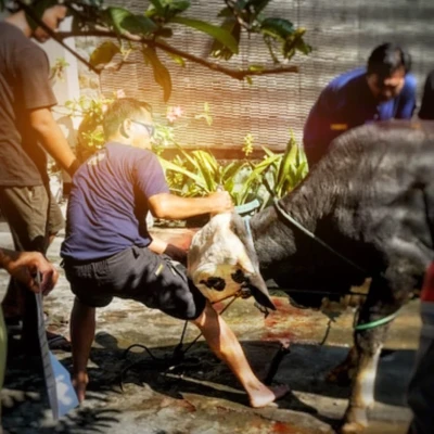Menyaksikan Proses Pemotongan Sapi Qurban