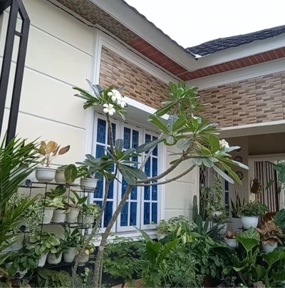 Merawat tanaman meningkatkan kualitas hidup dan kesehatan  #HidupLebihSehat