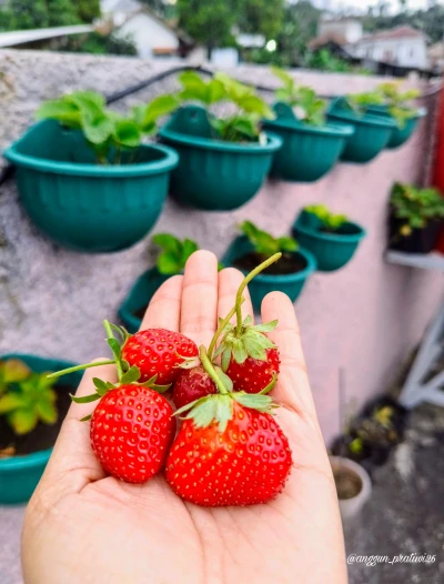 Metik buah Strawberry hasil tanam sendiri, manfaat buah strawberry untuk kesehatan