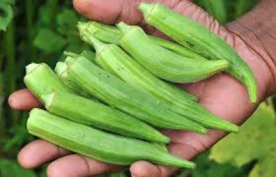 Okra