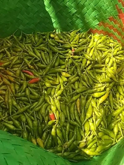 Panen rawit dikebun tetangga