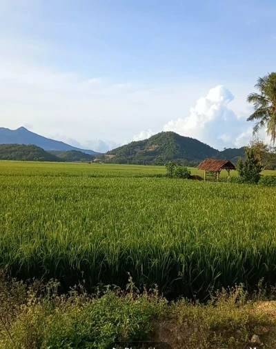 Pemandangan hijau sawah obat stres efektif