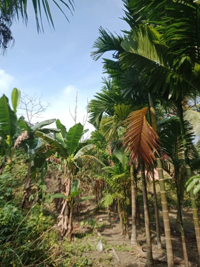 Pengalaman berkebun dan panen pisang 🍌