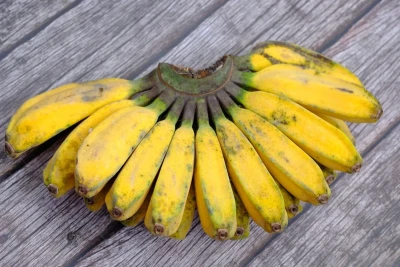 Pisang Kepok Kuning Paling Cocok Untuk Pisang Goreng dan Kolak Pisang
