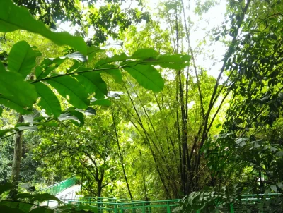 Hutan di Pusat Kota Bandung