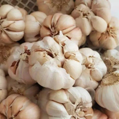 Rahasia Mengolah Bawang Putih agar Tidak Bau di Tangan