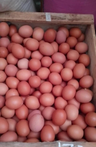 TELUR AYAM KAYA NUTRISI