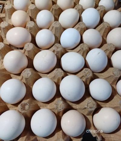 Telur ayam negri atau telur ayam kampung