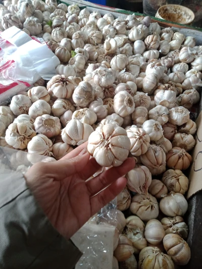 Tips memilih Bawang Bombay putih yang baik untuk stok lemari dapur yg baik
