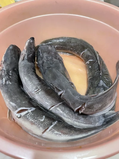 Tips Menghilangkan Lendir pada Ikan Lele dengan Cepat